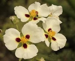 Aztec Arrowhead | Marginal Plants
