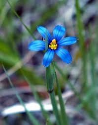Blue Eyed Grass | Hardy  - Low  Growing