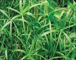 Dwarf Umbrella Palm | Marginal Plants