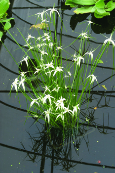Star Grass | Marginal Plants