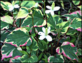 Houttuynia cordata - Chameleon | Hardy  - Low  Growing