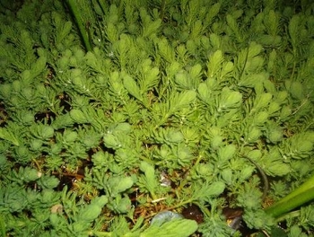 Parrots Feather | Hardy  - Low  Growing