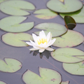 Alaskan | Hardy Lilies