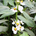 Aztec Arrowhead | Marginal Plants