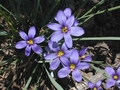 Blue Eyed Grass | Hardy  - Low  Growing