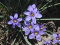 Blue Eyed Grass