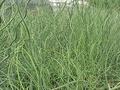Blue Medusa Rush  | Hardy -  Medium Height