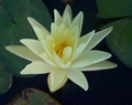 Charlene Strawn | Hardy Lilies