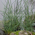 Corkscrew Rush | Hardy -  Medium Height