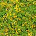 Creeping Jenny