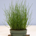 Dwarf Horsetail | Hardy  - Low  Growing