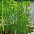 Miniature Cattail