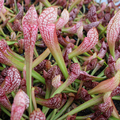 Scarlet Belle - Pitcher Plant | Marginal Plants