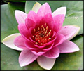 Attraction | Hardy Lilies