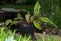 Red Water Dock | Hardy -  Medium Height