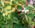 Houttuynia cordata - Chameleon | Hardy  - Low  Growing