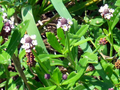 Frog Fruit | Bog Plants