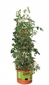 Tomato Barrel w/ 4' Tower | Home Systems