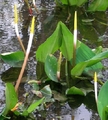 Golden Club  | Bog Plants