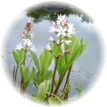 Bog Bean | Bog Plants